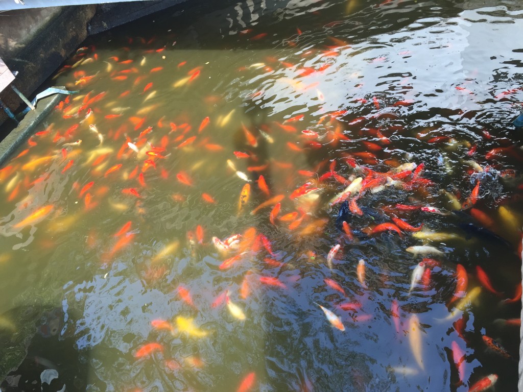 Koi Fish Yu Garden