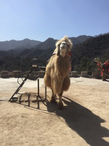 The Great Wall Camel