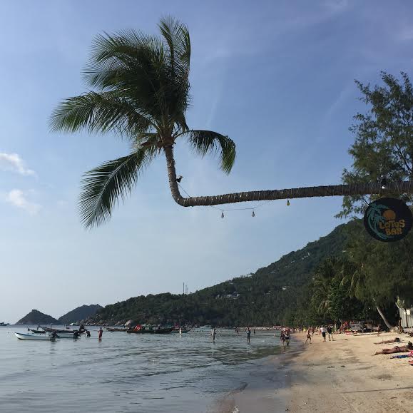 Another bent palm tree in Ko Tao. 