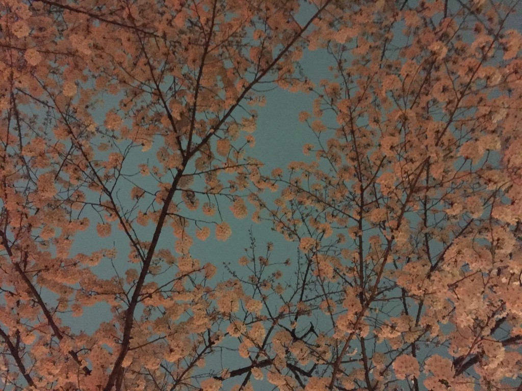 Ueno Park to check out the Cherry Blossom “Sakura” festival