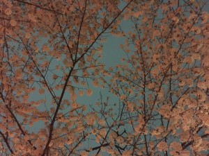 Ueno Park to check out the Cherry Blossom “Sakura” festival
