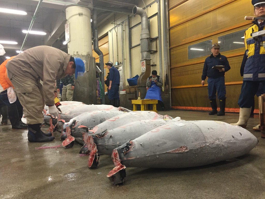 Tsukiji Fish Market Tuna Auction
