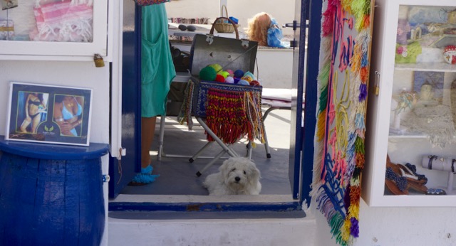 Dog in a Store Front